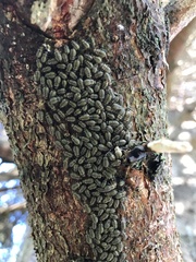 Cerastipsocus venosus