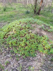 Heliotropium amplexicaule