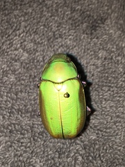 Chrysina beyeri