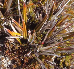 Astelia linearis