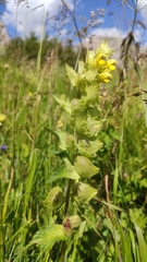Rhinanthus freynii