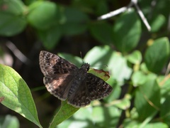 Erynnis martialis