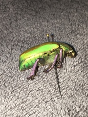 Chrysina beyeri