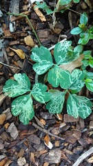 Phytomyza minuscula group