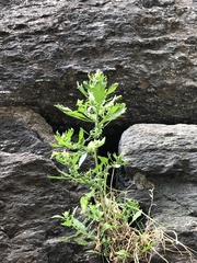 Dysphania ambrosioides