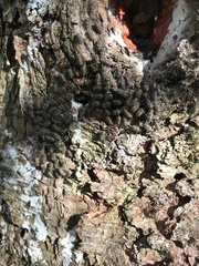 Cerastipsocus venosus