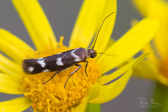 Scythris scopolella