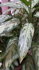 Aglaonema