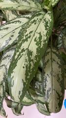 Aglaonema