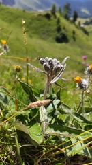 Saussurea discolor discolor