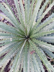 Hechtia schottii