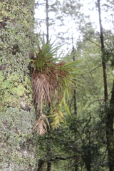 Tillandsia violacea
