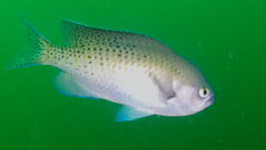 Chromis punctipinnis