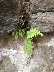 Woodsia obtusa