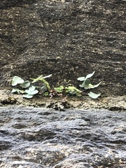 Pellaea atropurpurea