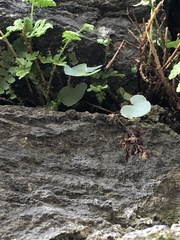 Pellaea atropurpurea