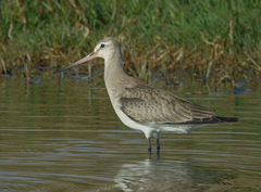 Limosa haemastica