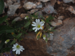 Cerastium carinthiacum