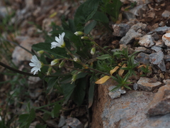 Cerastium carinthiacum