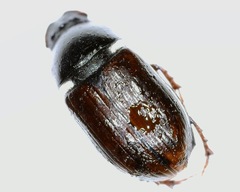 Aphodius pedellus