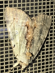 Catocala grynea