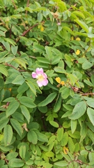 Rosa pendulina