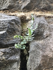 Pellaea atropurpurea