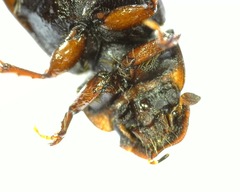 Aphodius pedellus