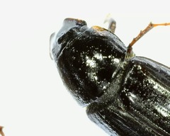 Aphodius pedellus