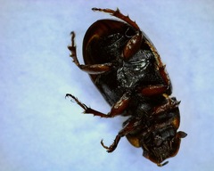 Aphodius pedellus