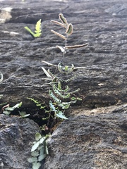 Pellaea atropurpurea