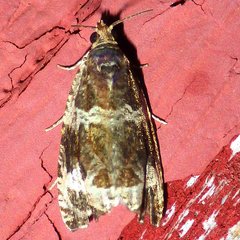 Olethreutes versicolorana