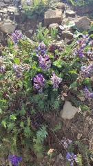 Oxytropis montana