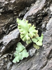 Pellaea atropurpurea