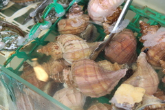 Neptunea polycostata