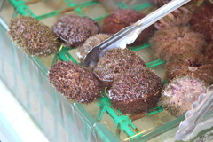Hemicentrotus pulcherrimus