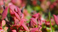 Exobasidium vaccinii-uliginosi