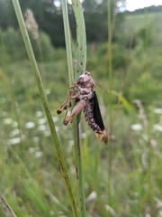Entomophaga grylli