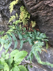 Pellaea atropurpurea