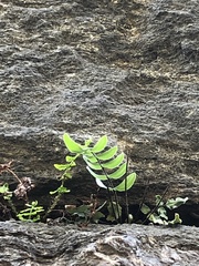 Pellaea atropurpurea