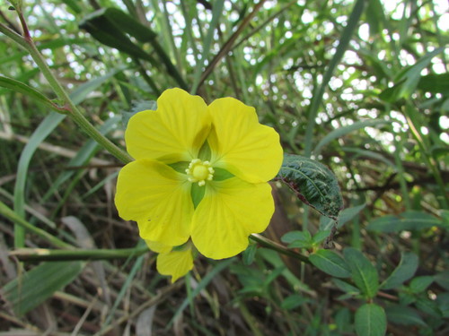 Ludwigia octovalvis iNat (3)