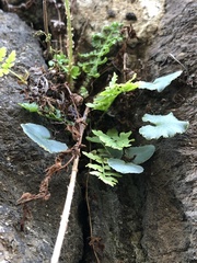 Pellaea atropurpurea