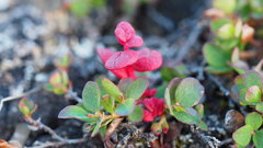 Exobasidium vaccinii-uliginosi