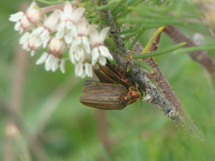 Aspisomoides bilineatum