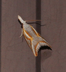 Arotrophora arcuatalis