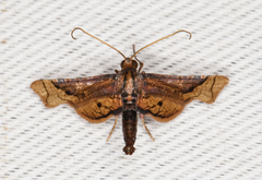 Thyrididae