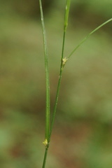 Carex remota
