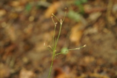 Carex remota