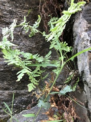 Woodsia obtusa