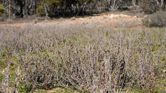 Maireana trichoptera